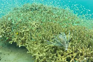 Images Dated 13th March 2004: Lionfish (Pterios volitans) and Blue-green Chromis (Chromis viridis) Banda Island