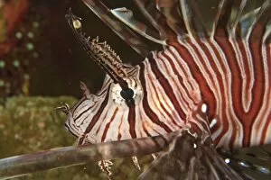 Images Dated 31st July 2004: Lionfish (Pterios volitans) Milne Bay, Papua New Guinea