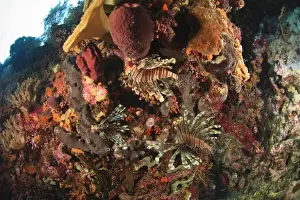 Lionfish (Pterios volitans), Scuba Diving at Tukang Besi / Wakatobi Archipelago Marine Preserve