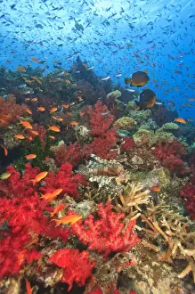 Images Dated 19th November 2005: Lionfish (Pterios volitans) surrounded by lush Soft Corals (Dendronepthya sp)