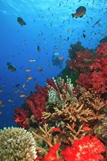 Fiji Prints: Lionfish (Pterios volitans) surrounded by lush Soft Corals (Dendronepthya sp)