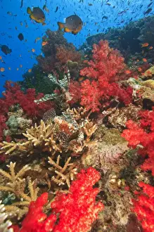 Images Dated 19th November 2005: Lionfish (Pterios volitans) surrounded by lush Soft Corals (Dendronepthya sp)