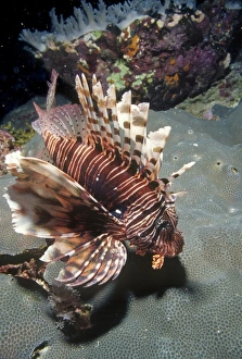 Sting Prints: Lionfish (Turkeyfish), Pterois volitans, at Daedalus Reef (Abu el-Kizan), Red Sea, Egypt