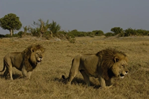Lions (Panthera leo) These are the Duba pride males. Duba Plains. Okavango Delta