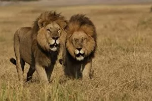 Lions (Panthera leo) These are the Duba pride males. Duba Plains. Okavango Delta