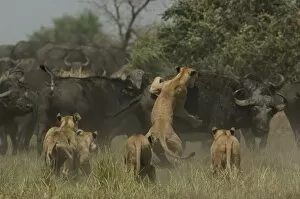 Images Dated 14th October 2005: Lions (Panthera leo) hunting buffalo (Syncerus caffer) Duba Plains area. Okavango Delta