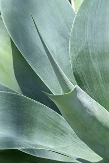 Succulent Prints: Lions tail, agave