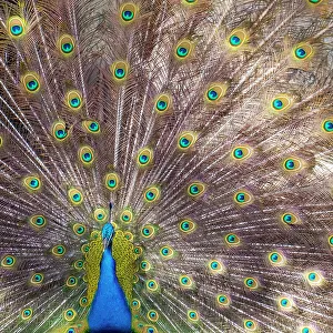 Plumage Prints: Lisbon, Portugal. Castelo Sao Jorge