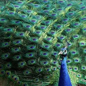 Lisbon, Portugal. Castelo Sao Jorge. Peacocks reside on the castle grounds. Males showing off their plumage, spring mating season