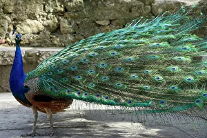 Lisbon, Portugal. Castelo Sao Jorge. Peacocks reside on the castle grounds. Males showing off their plumage, spring mating season