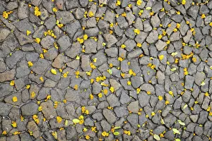 Lisbon, Portugal. Yellow flower petals on the ground