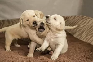 Animals Gallery: Litter of one month old Yellow Labrador puppies playing. (PR)