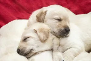 Bunch Prints: Litter of one month old Yellow Labrador puppies. (PR)
