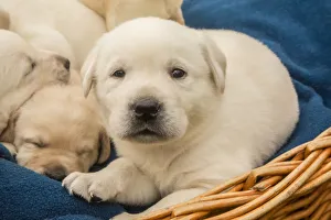 Images Dated 18th November 2016: Litter of one month old Yellow Labrador puppies. (PR)