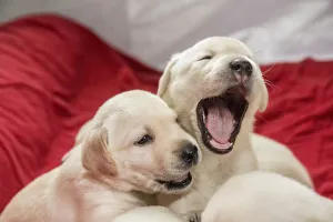 Images Dated 18th November 2016: Litter of one month old Yellow Labrador puppies. (PR)