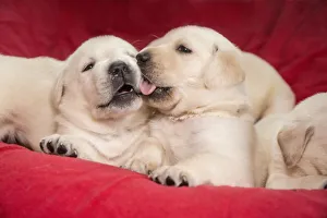 Images Dated 18th November 2016: Litter of one month old Yellow Labrador puppies. (PR)