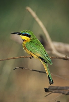 Images Dated 26th June 2007: Little Bee-Eater (Merops pusillus)