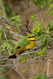 Images Dated 20th September 2006: A Little Bee-eater perched on a tree branch in the Msai Mara Kenya