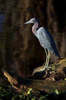 Marsh Prints: Little blue heron, Circle Bar B Ranch, Florida