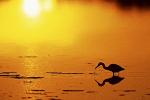 Warm Tone Prints: Little Blue Heron (Egretta caerulea) at sunset J. N. Ding Darling NWR, Florida