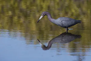 Wading Bird Prints: Little blue heron stalking