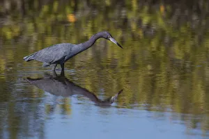 Images Dated 12th February 2017: Little Blue Heron stalking a meal