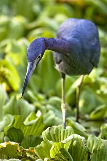 Images Dated 5th January 2006: A little blue heron walks across the water on top of water lettuce at Corkscrew Audubon