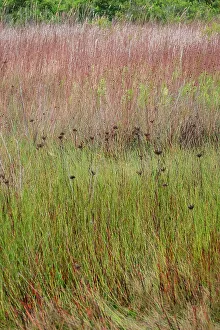 Images Dated 4th December 2023: Little bluestem grass and bogrush in meadow