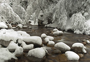 Images Dated 13th February 2012: Little Cottonwood Creek and Flocked Trees, fresh snow, near Salt Lake City, Utah