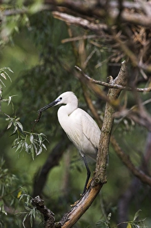 Images Dated 19th May 2006: Little Egret (Egretta garzetta) in the Danube Delta, portrait standing on tree branch
