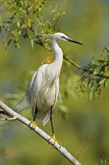 Images Dated 13th June 2006: Little Egret (Egretta garzetta) in the Danube Delta, portrait standing on tree branch
