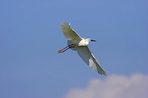 Images Dated 16th May 2006: Little Egret (Egretta garzetta) in the Danube Delta, flying..Europe, Eastern Europe