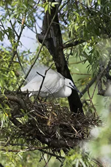 Images Dated 22nd May 2006: Little Egret (Egretta garzetta) in the Danube Delta adult breeding..Europe, Eastern Europe