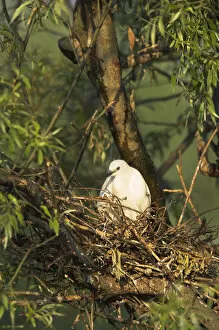 Images Dated 23rd May 2006: Little Egret (Egretta garzetta) in the Danube Delta adult breeding..Europe, Eastern Europe