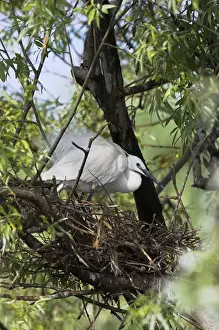 Images Dated 22nd May 2006: Little Egret (Egretta garzetta) in the Danube Delta adult breeding Europe, Eastern Europe