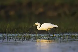 Images Dated 21st May 2006: Little Egret (Egretta garzetta) in the Danube Delta Europe, Eastern Europe, Romania