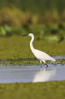 Images Dated 30th September 2006: Little Egret (Egretta garzetta) in the Danube Delta Europe, Eastern Europe, Romania