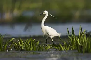 Little Egret (Egretta garzetta) in the Danube Delta Europe, Eastern Europe, Romania