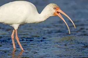Little Estero Lagoon, Fort Myers Beach, Florida, USA. White Ibis trying to swallow a small snake