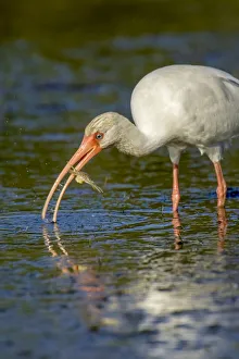 Shorebird Prints: Little Estero Lagoon, Fort Myers Beach