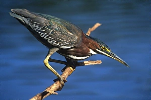 Everglade Prints: Little Green Heron, Everglades National Park, Florida, USA