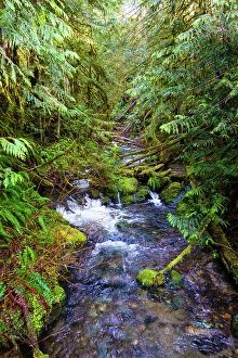Moss Prints: Little River, Olympic National Forest, Port Angeles, Washington State, USA