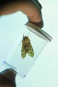Live insect specimen held in front of insect screen that Dr. John McLean uses with black light
