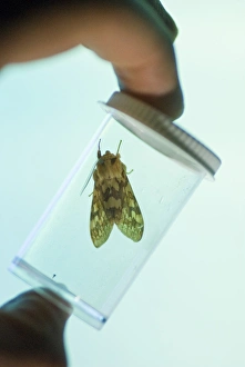 Images Dated 10th July 2007: Live insect specimen held in front of insect screen that Dr. John McLean uses with black light