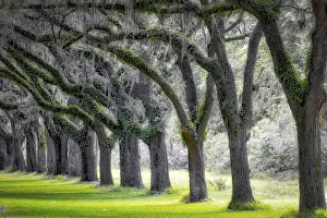Live Oak Alley, Savannah, Georgia