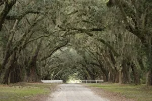 Live Oak Alley, Savannah, Georgia