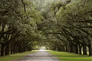 Images Dated 23rd June 2020: Live Oak Alley, Savannah, Georgia