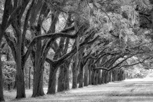 Images Dated 23rd June 2020: Live Oak Alley, Savannah, Georgia