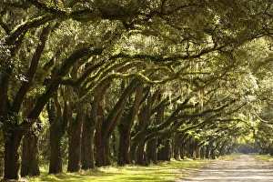 Images Dated 23rd June 2020: Live Oak Alley, Savannah, Georgia
