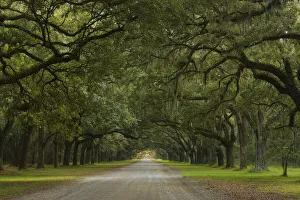 Path Prints: Live Oak Alley, Wormsloe Plantation, Savannah, USA